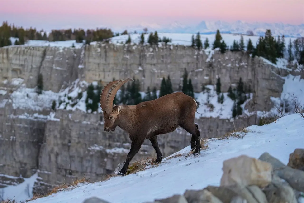 Uno stambecco alpino, la specie che il parco del Gran Paradiso ha salvato