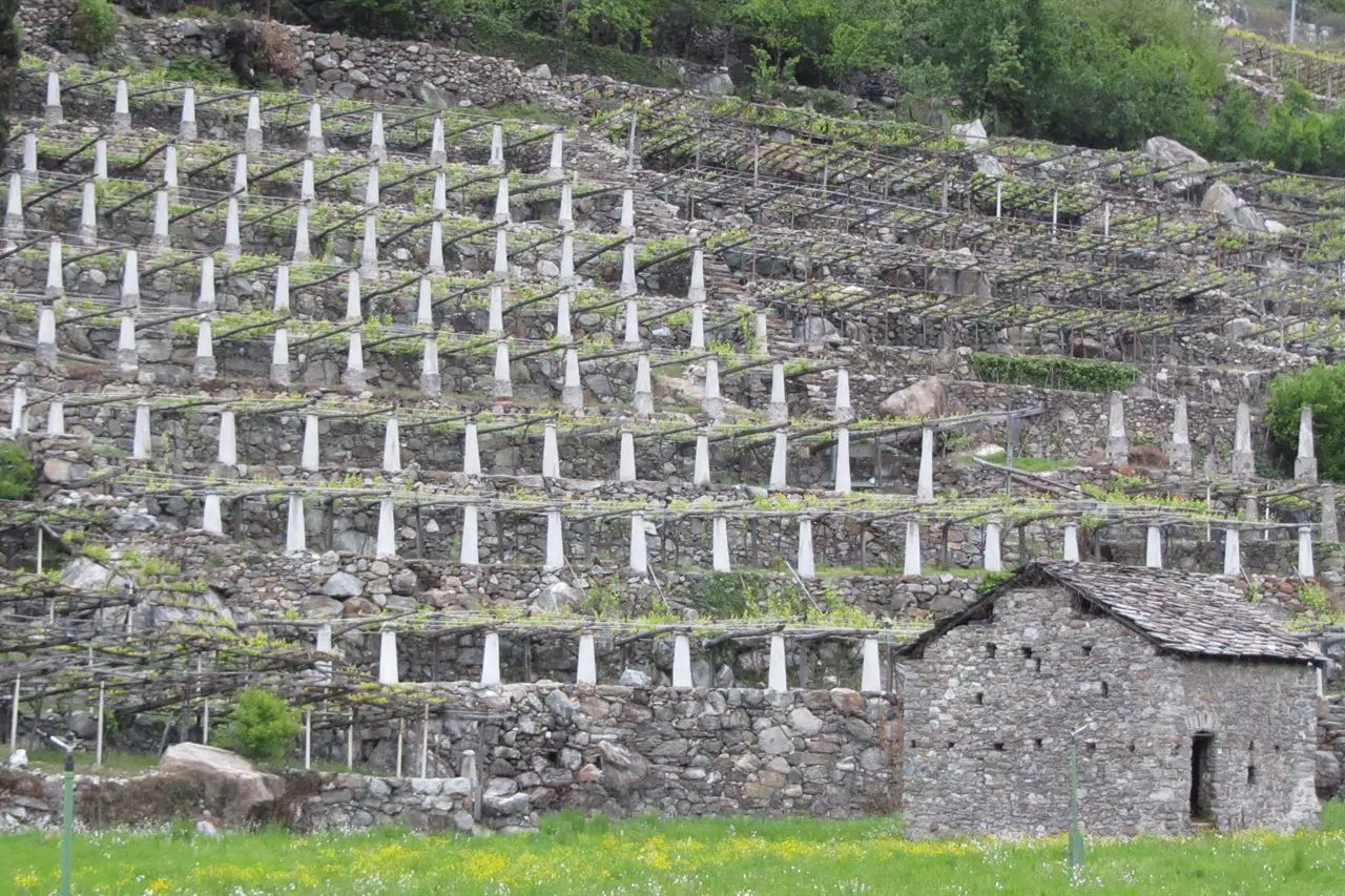 I vigneti terrazzati di Donnas, in fondo alla valle
